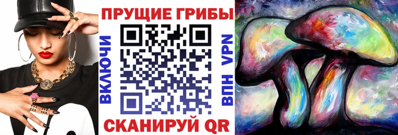 Псилоцибиновые грибы Psilocybine cubensis где можно купить наркотик МЕГА как войти Зея